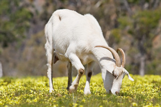 Goat grazing green grass flowers - a goat free wallpaper
