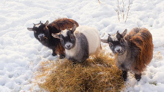 Three goats hay snow winter - clovis trouille free wallpaper for desktop