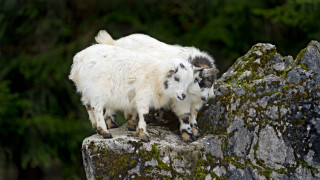 Two goats rock woods nature - anne nasmyth free wallpaper