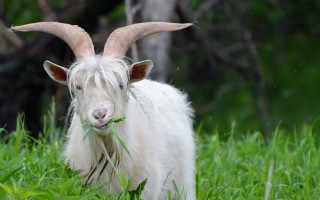 Goat long horns grass long - a goat free wallpaper