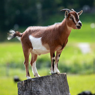 Goat standing wooden post field - animal photography free wallpaper for tablet