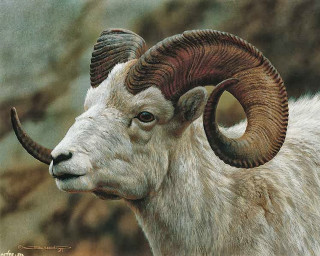 Goat large horns rocky area - walton ford free wallpaper