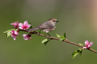 Bird branch pink flowers blurry 2 - clara miller burd free wallpaper