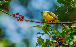 Yellow bird branch tree berries - berry free wallpaper