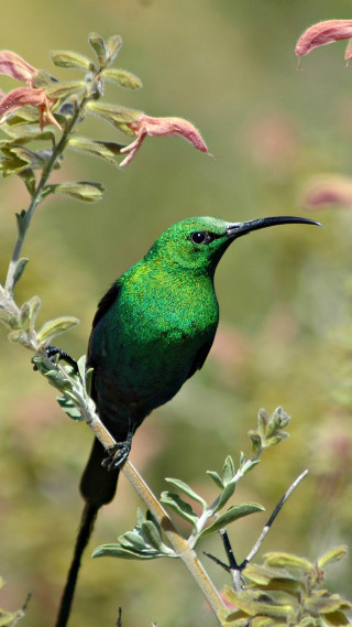 Green bird branch pink flowers - free nature wallpaper for mobile