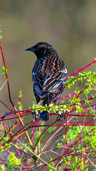 Bird branch red berries green 2 - red berry free wallpaper