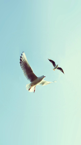 Two birds flying blue sky 2 - a blue sky background free wallpaper for mobile