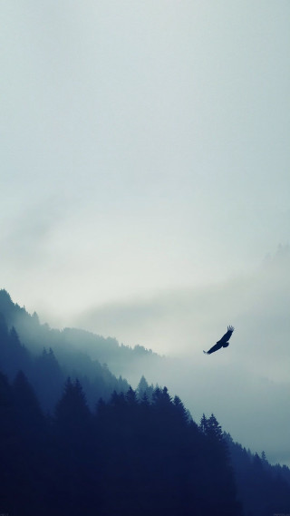 Bird flying forest hillside foggy - minimalism free wallpaper for mobile