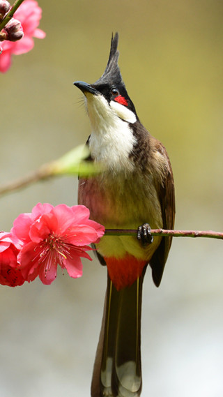 Bird perched branch pink flowers 6 - ding yunpeng free wallpaper for mobile