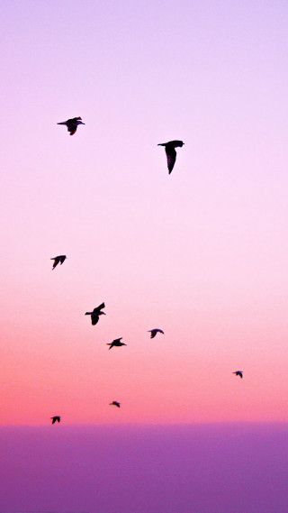 Flock birds flying sky sunset - dawn free wallpaper for mobile