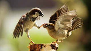 Birds fighting wood beaks open - two bird free wallpaper