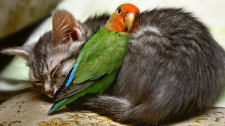 Cat sleeping bird pillow chair - clara miller burd free wallpaper