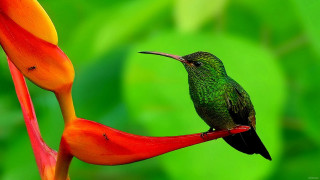 Hummingbird perched flower green background - red petal free wallpaper