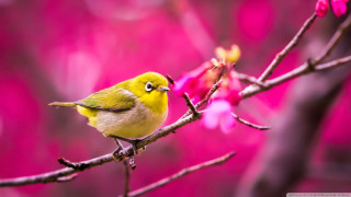 Small yellow bird branch pink - nature free wallpaper