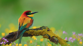 Colorful bird flower field blurry - vibrant free wallpaper