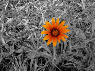 Orange flower grass black white - high contrast free wallpaper