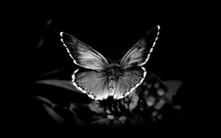 Butterfly sitting flower dark night 2 - a butterfly free wallpaper for desktop