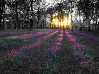 Purple flowers trees sunset sunlight - the tree and the grass free wallpaper
