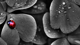 Ladybug leaf water droplets black - a ladybug free wallpaper