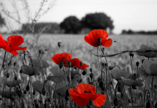Red butterfly blood tree umbrella - a gray sky free wallpaper