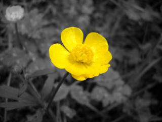 Yellow flower field black and - a yellow flower free wallpaper