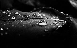 Black white leaf water drops - drop of water free wallpaper