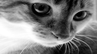 Cat black white serious face - closeup free wallpaper
