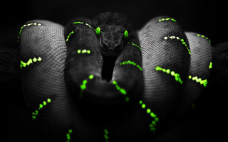 Black green glowing cobra snake - its head and neck free wallpaper