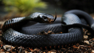 Black snake curled tongue out - its tongue free wallpaper