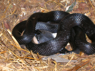 Black snake curled straw mulch - on free wallpaper