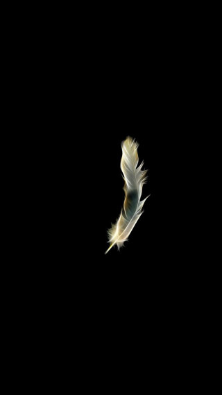 White bird flying dark wings - free bird wallpaper for mobile