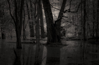 Flooded trees bench dark sky - area free wallpaper for desktop