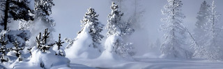 Snow covered forest foggy winter - forest free wallpaper