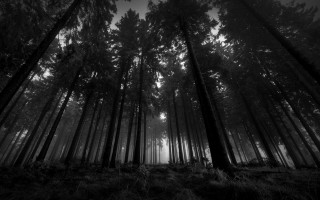 Black white forest tall trees 3 - the air above free wallpaper