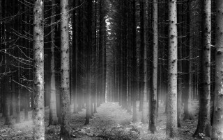 Black white forest fog trail - chris friel free wallpaper
