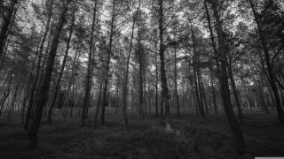 Black white forest tall trees 6 - photo of a forest free wallpaper