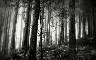 Black white forest fog trail 4 - tall tree free wallpaper