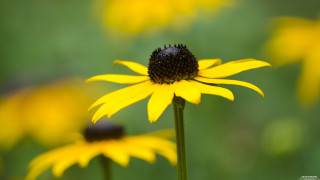 Yellow flower field bokeh macro 7 - cindy wright free wallpaper for desktop