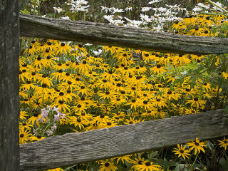 Flower field fence flowers autumn - depth of field free wallpaper