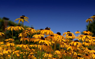 Yellow flowers blue sky trees 2 - a few leaf free wallpaper