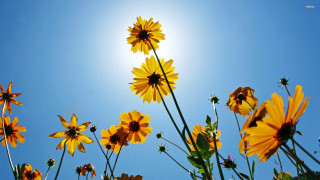 Yellow flowers sunny day blue - sun free wallpaper for desktop