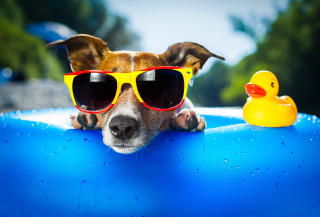 Dog sunglasses rubber ducky pool - a blue pool free wallpaper