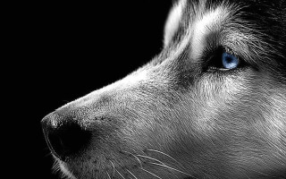 Dog blue eyes furry black - a close up of a dog free wallpaper