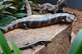 Lizard laying rock garden plants - a lizard free wallpaper