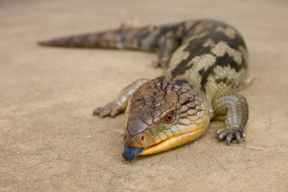 Lizard blue tail ground mouth - female free wallpaper