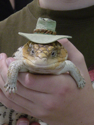 Person lizard hat western furry - free halloween wallpaper for mobile