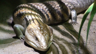 Large lizard laying rock sun - a rock outside free wallpaper