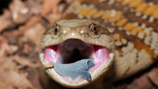 Snake mouth open tongue out 5 - a snake free wallpaper