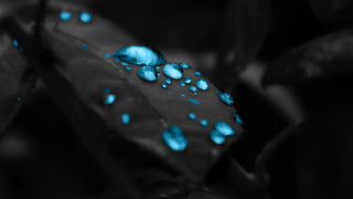 Leaf blue drops water surface 3 - adobe lightroom free wallpaper