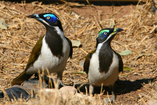 Two birds dry grass straw - dry free wallpaper for desktop